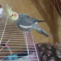 عروس هلندی نر