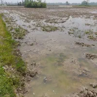 فروش زمین کشاورزی شهید شیرودی ، لاکان|فروش زمین و ملک کلنگی|رشت, لاکان|دیوار