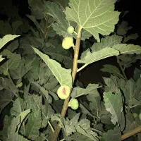 فروش زمین نیم هکتاری صنعتی با سوله و درخت
