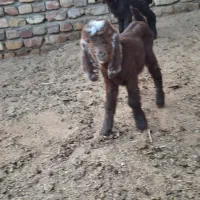 بزغاله ماده