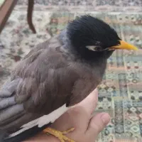 مرغ مینا سخنگو|پرنده|یزد, |دیوار