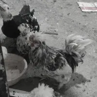 مرغ و خروس|حیوانات مزرعه|نوشین شهر, |دیوار