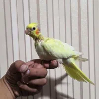 جوجه عروس هلندی