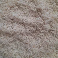 برنج علی کاظمی کاشت بیرانشهر لرستان