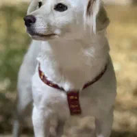 سگ خونگی
