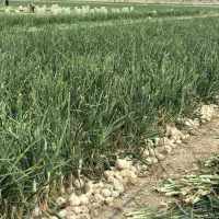 اجاره هفتاد هکتار زمین کشاورزی با آب و پمپ برقی|اجارهٔ دفتر صنعتی، کشاورزی، تجاری|رودبار (کرمان), |دیوار