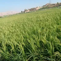 زمین-خیر-اباد