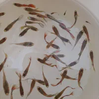 ماهی گوپی ومولی.وسایل وتجهیزات آکواریوم.غذارایگان|ماهی|اصفهان, پینارت|دیوار