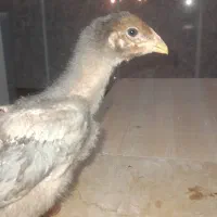 لاری اصل افغان