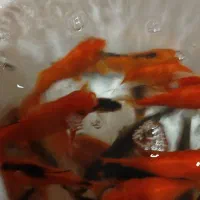 پرورش ماهی همکاری