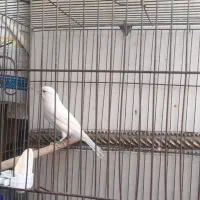 قناری نر مست قرص بخون