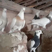 کفتر  فروشی|پرنده|دهگلان, |دیوار