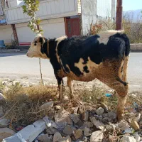 گوساله جنس ابستن|حیوانات مزرعه|کوهدشت, |دیوار