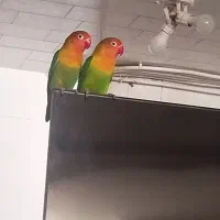 طوطی برزیلی نیمه رام