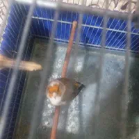 سهره قناری ابلق|پرنده|تهران, مشیریه|دیوار