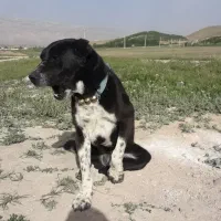 سگ گله ای|سگ|کیار, |دیوار