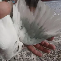 کبوتر یا کفتر پرشی