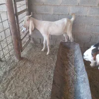 فروش بز|حیوانات مزرعه|بندر ماهشهر, |دیوار