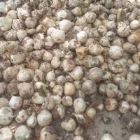 موسیر کوهی زاگرس