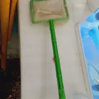 اکواریوم|ماهی|نقده, |دیوار