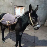 خر دوساله