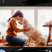 نگهداری سگ پامر واگذاری