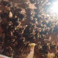 جوجه 1روزه بلدرچین|حیوانات مزرعه|گمیشان, |دیوار