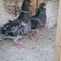 کفتر رنگه آلمانی جفتگاه سینه سیاه سبزپولکی|پرنده|مشهد, جاهد شهر|دیوار