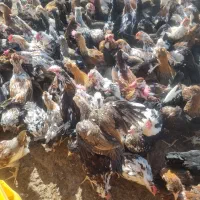 جوجه مرغ وخروس اصل گلین|حیوانات مزرعه|سیرجان, |دیوار