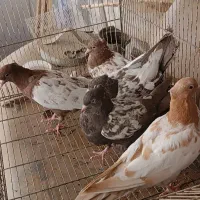 سینه پرشی|پرنده|مشهد, فرهنگ|دیوار