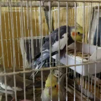 عروس هلندی|پرنده|رودبار, |دیوار