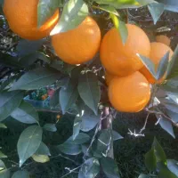 پرتقال نارنگی ژاپنی محلی|خوردنی و آشامیدنی|ساری, |دیوار