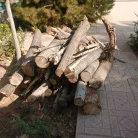 هرس وبرش درخت با اره برقی خرید چوب|خدمات باغبانی و درختکاری|شیراز, شهرک گلستان|دیوار