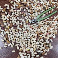 پسته پوت روابی زردو نخودو درب منزل