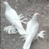 جفت سفید ۱۵۰۰۰۰۰