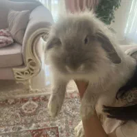 واگذاری خرگوش لوپ|موش و خرگوش|تهران, اباذر|دیوار