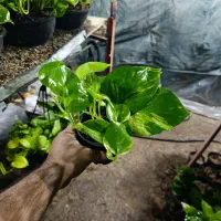 گل زیبا پتوس