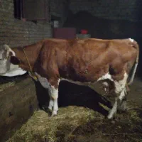 گاو شیری درجه یک