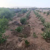 زمین باغی دارای مجوز ویلاسازی(مناسب سرمایه گذاری)|فروش زمین و ملک کلنگی|صفادشت, |دیوار