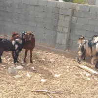 فروش پازن وبز در شهرستان جم|حیوانات مزرعه|جم, |دیوار