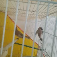 سهره نرماده|پرنده|تربت‌حیدریه, کوی شهید احمدزاده ملکی|دیوار