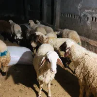 بره|حیوانات مزرعه|سرپل ذهاب, |دیوار