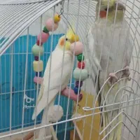 عروس هلندی مولد