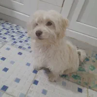 پاکوتا|سگ|بناب, |دیوار