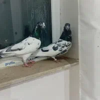 کبوتر تیدی پاکستانی