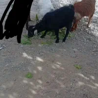 3عدد بزغاله ماده|حیوانات مزرعه|تربتحیدریه, بالا ولایت|دیوار