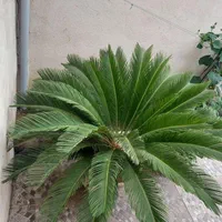 سیکاس
