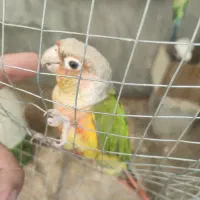 عروس هلندی . مرغ عشق . گرینچک .|پرنده|ایلام, |دیوار