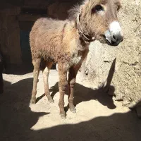 کره خره نر