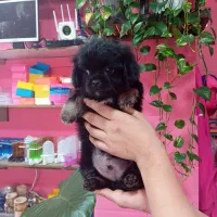 سگ شیتزو مشکی خاص|سگ|محمودآباد, |دیوار